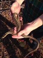 Image of Thamnophis sirtalis parietalis (Say ex James 1823)