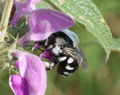 Image of Anthophora ponomarevae Brooks 1988