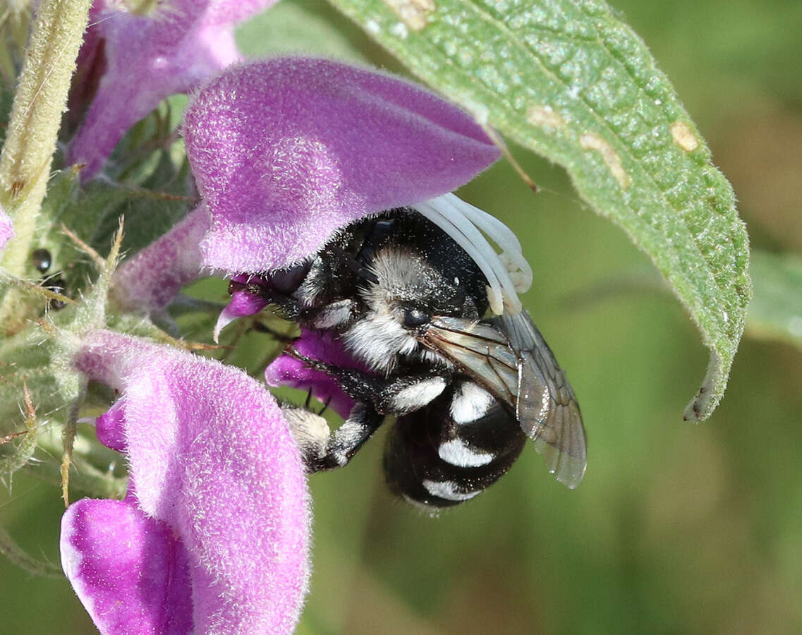 صورة Anthophora ponomarevae Brooks 1988