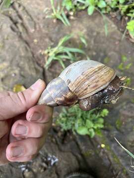 Image de Lissachatina albopicta