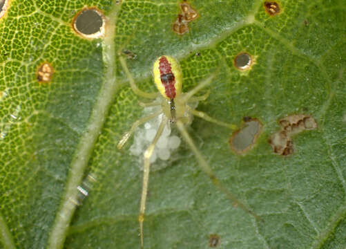 Image of Theridion californicum Banks 1904