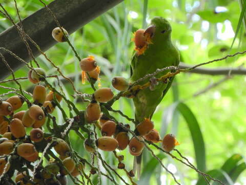 Image of Plain Parakeet