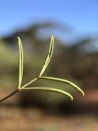 Image of Senna artemisioides subsp. zygophylla