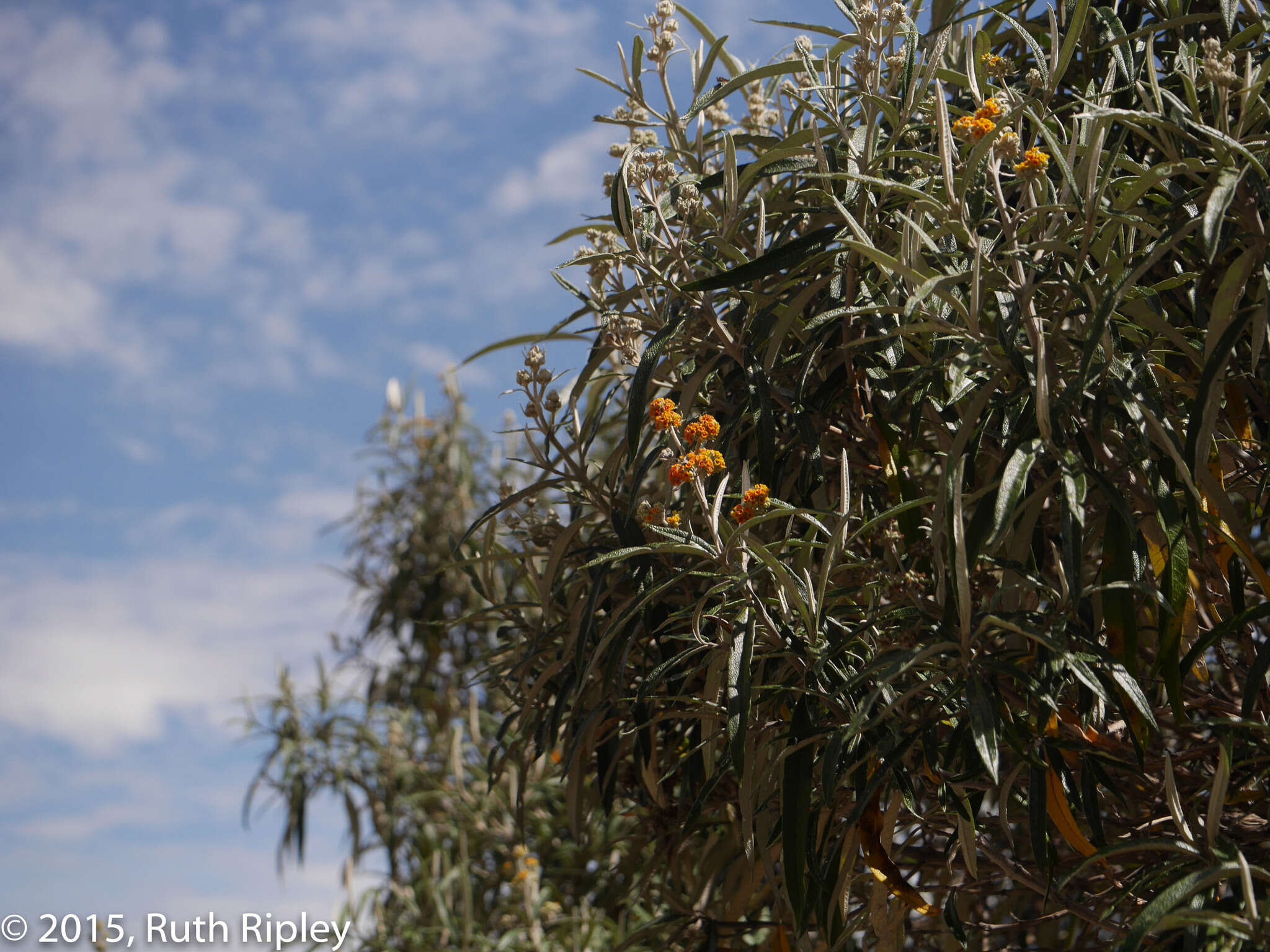 Слика од Buddleja incana Ruiz & Pav.