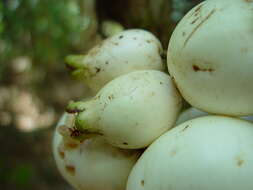 Image of Syzygium cormiflorum (F. Müll.) B. P. M. Hyland