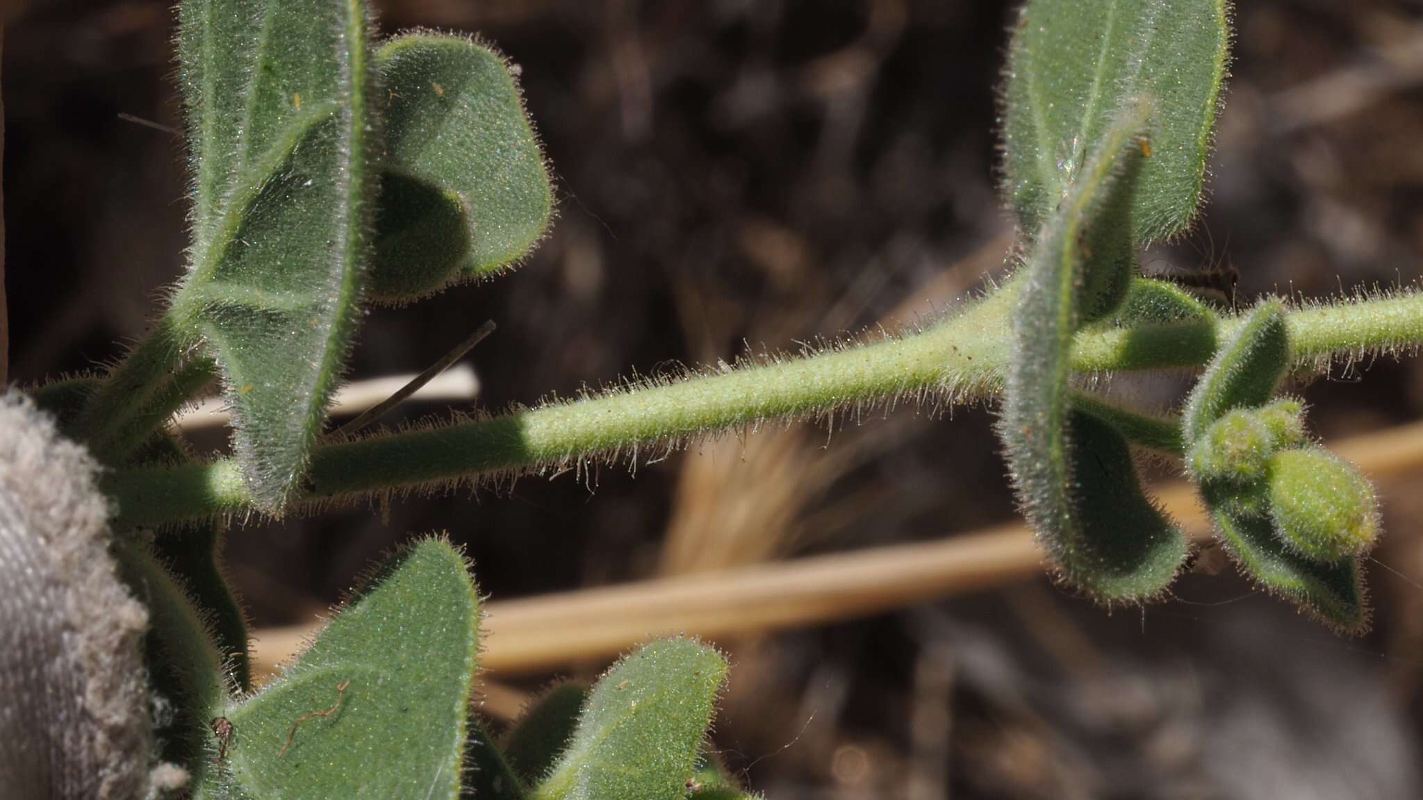 Слика од Mirabilis laevis var. villosa (Kellogg) Spellenberg