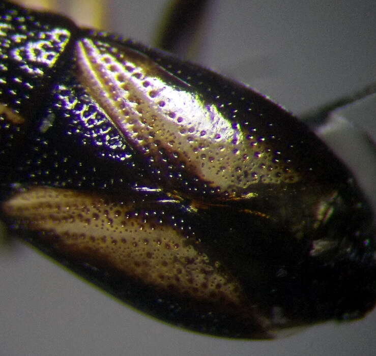 Image of <i>Geocoris ater</i>