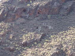 Image of Domestic Sheep