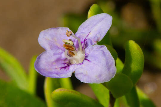 Image of Carolina desert-thorn