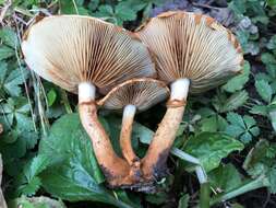 Image of Pholiota lucifera (Lasch) Quél. 1872