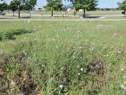 Image of Sixalix atropurpurea (L.) W. Greuter & Burdet