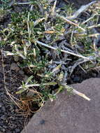 Image of Limeum aethiopicum subsp. aethiopicum