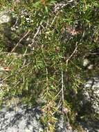 Sivun Leptospermum polygalifolium Salisb. kuva