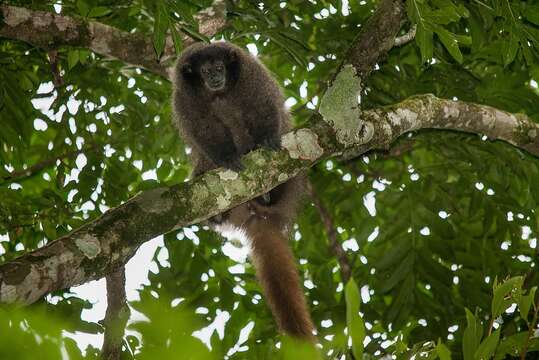 Image of Black-fronted Titi Monkey