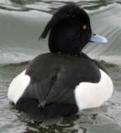 Image of Tufted Duck