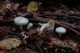 Clitocybe truncicola (Peck) Sacc. 1887 resmi