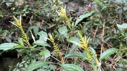 Image of Pachystachys azaleiflora (Rusby) A. L. A. Côrtes