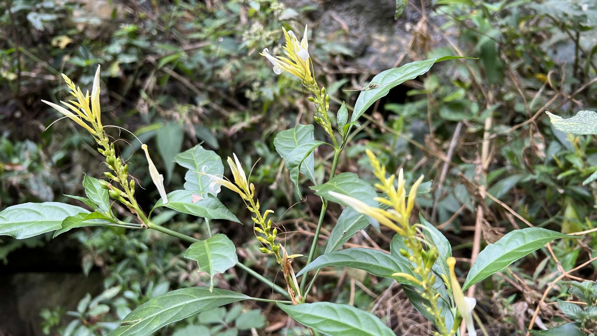 Image of Pachystachys azaleiflora (Rusby) A. L. A. Côrtes