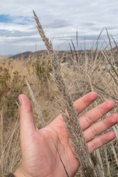 صورة Muhlenbergia robusta (E. Fourn.) Hitchc.