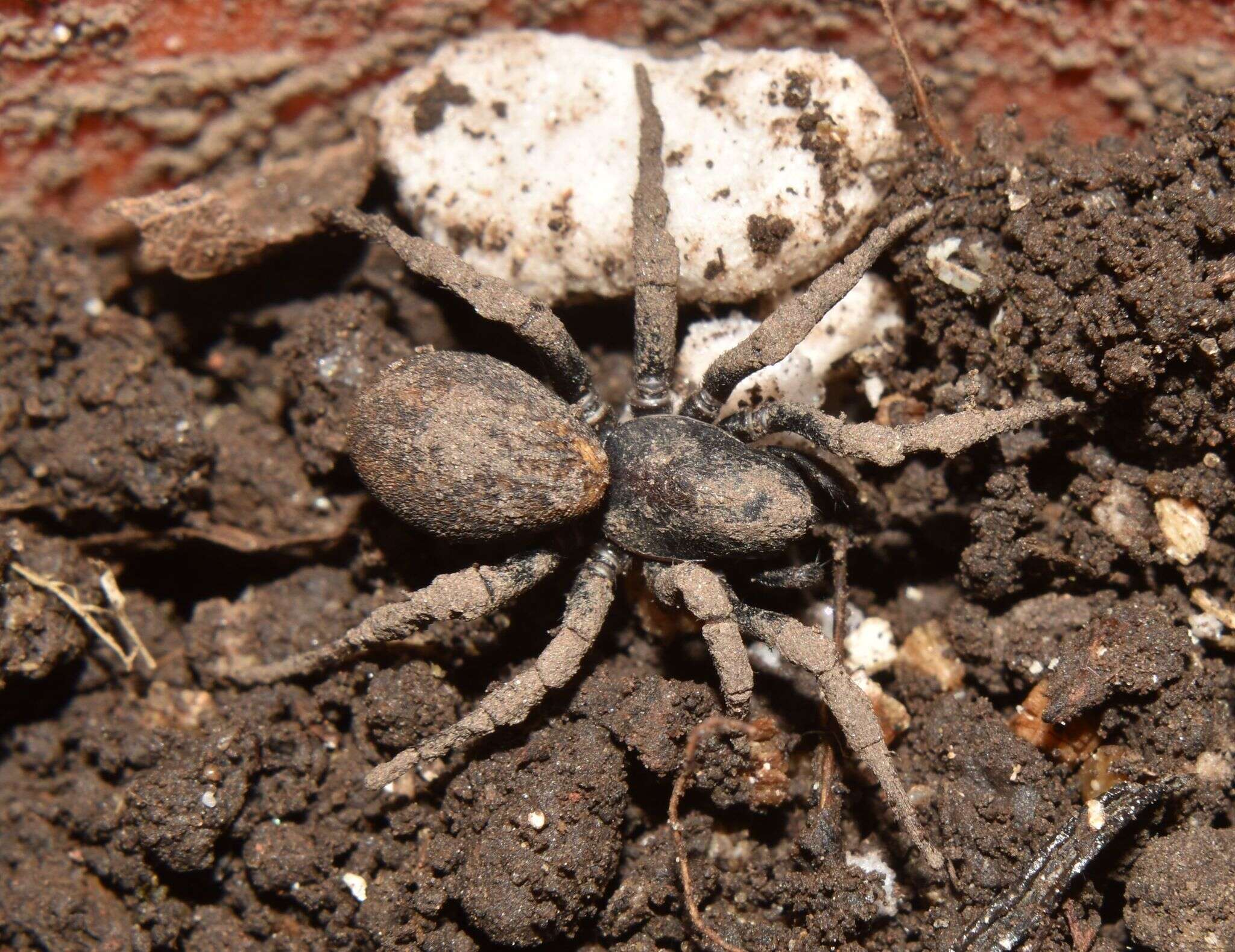 Слика од Cybaeodamus meridionalis Lise, Ott & Rodrigues 2009