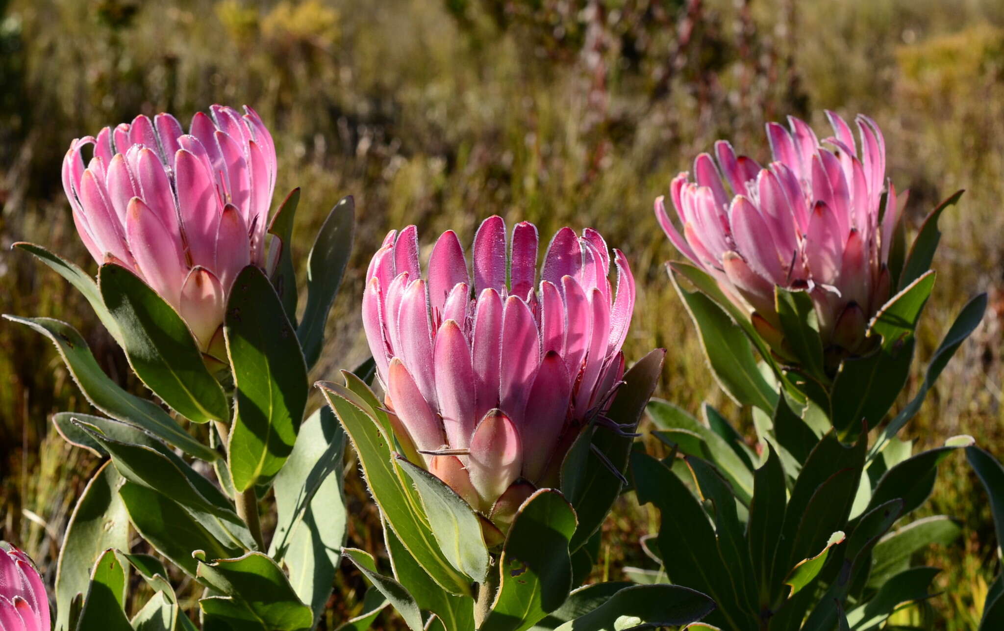 Image of Bot River protea