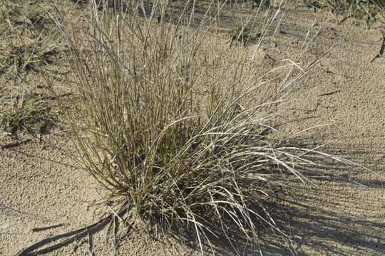 Image of sand dropseed