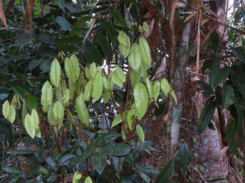 Image of Mischocarpus lachnocarpus (F. Müll.) Radlk.