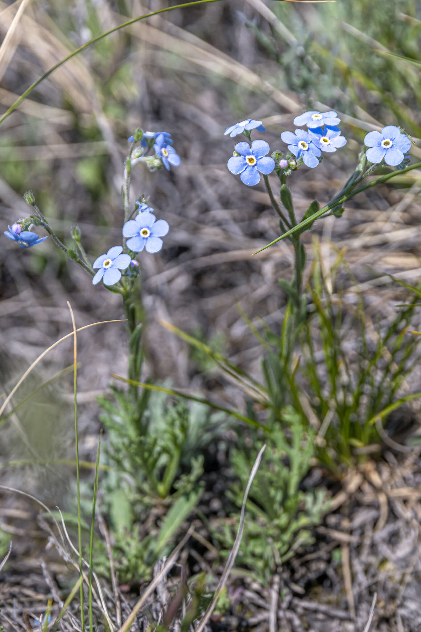 Слика од Eritrichium pectinatum (Pall.) DC.