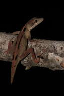 Imagem de Anolis rodriguezii Bocourt 1873