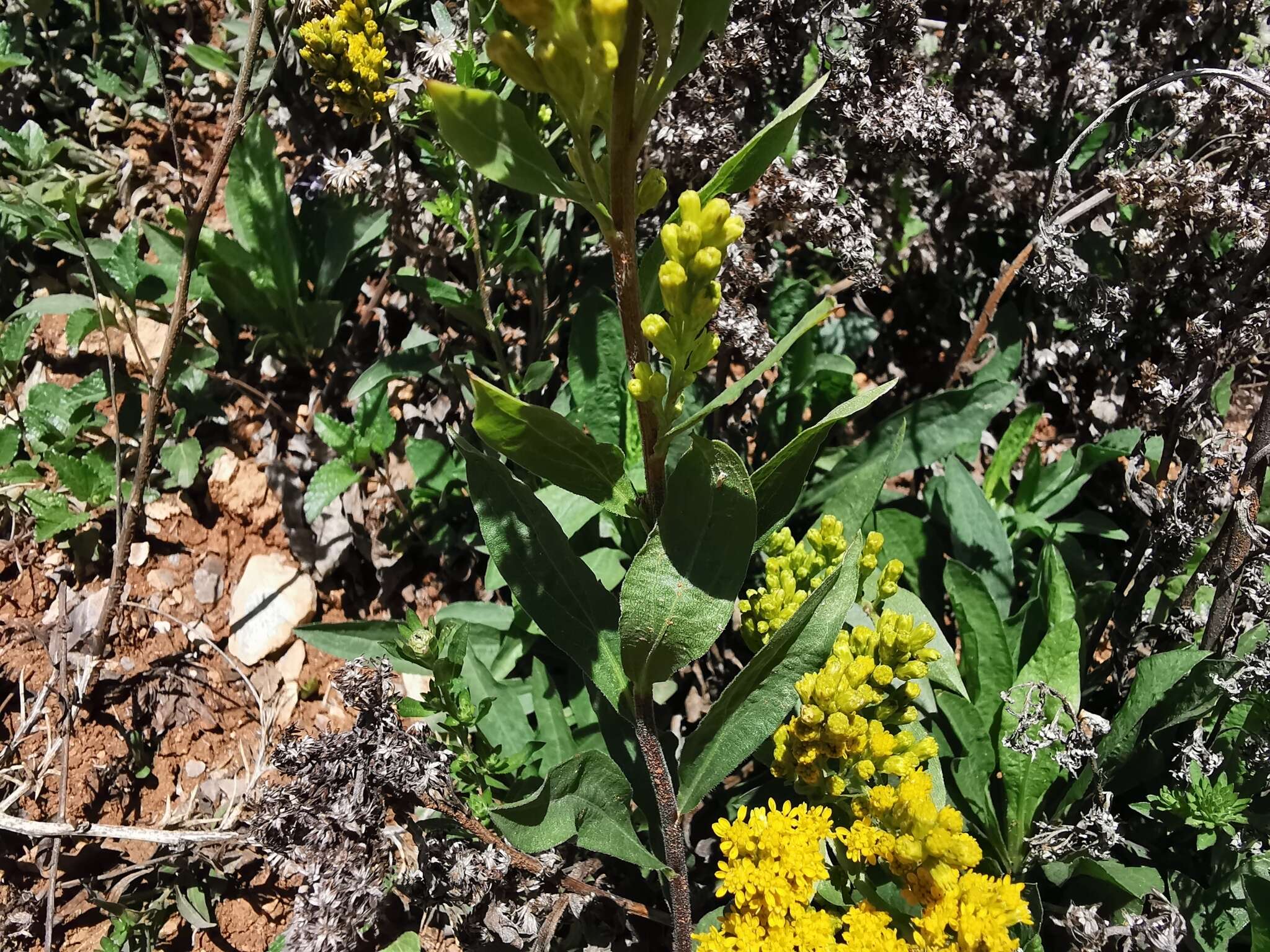 Plancia ëd Solidago hintoniorum G. L. Nesom