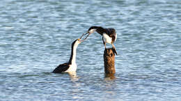 Image of Phalacrocorax varius hypoleucos (Brandt & JF 1837)