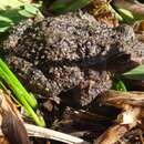 Image of Small Western Froglet