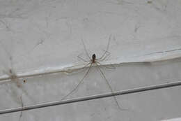 Image of Cellar spider