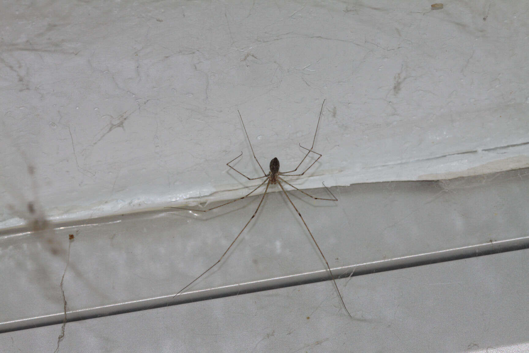 Image of Cellar spider