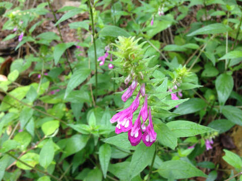 Image of Melampyrum roseum Maxim.