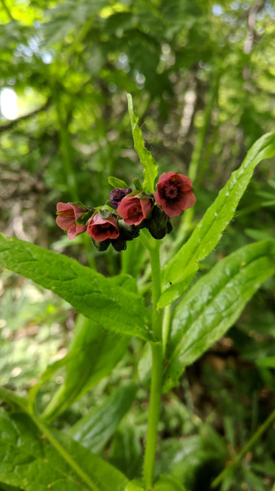 Image of Green Hound's-tongue