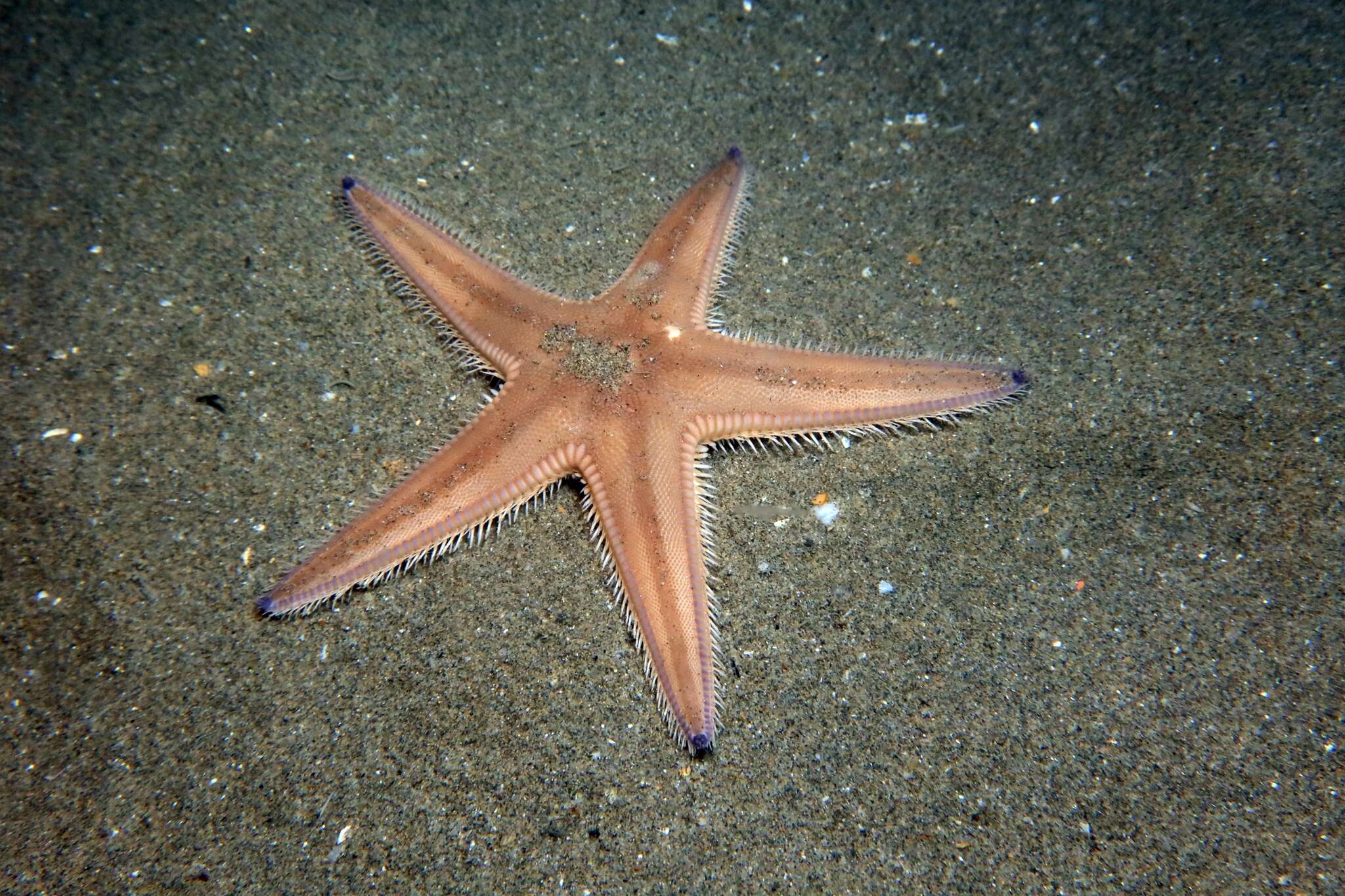 Image of Sand star