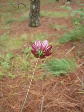 Image of Cosmos scabiosoides Kunth