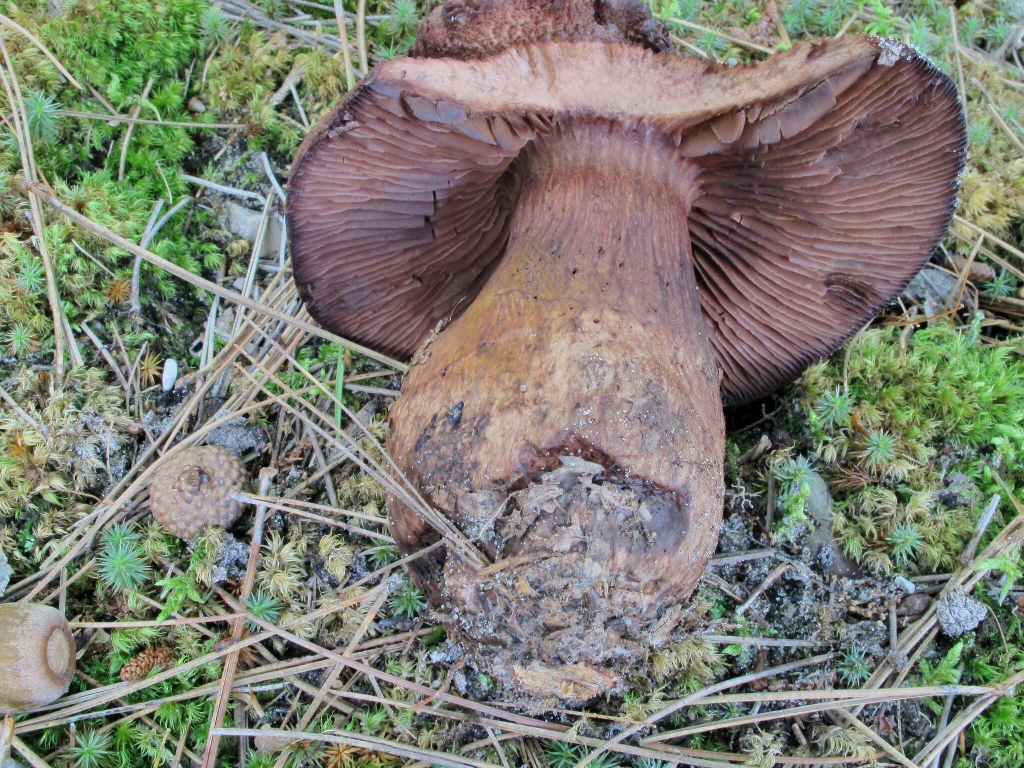 Image of Cortinarius squamulosus Peck 1872