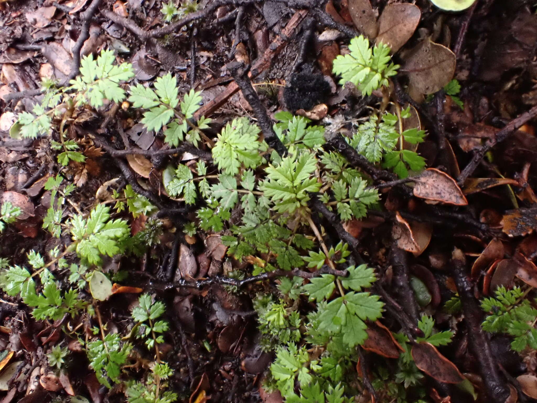 Image of Acaena emittens B. H. Macmillan