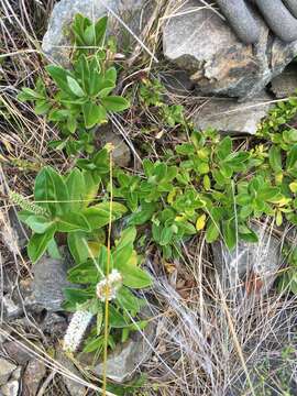 Sivun Veronica stricta var. macroura (Hook. fil. ex Benth.) Garn.-Jones kuva