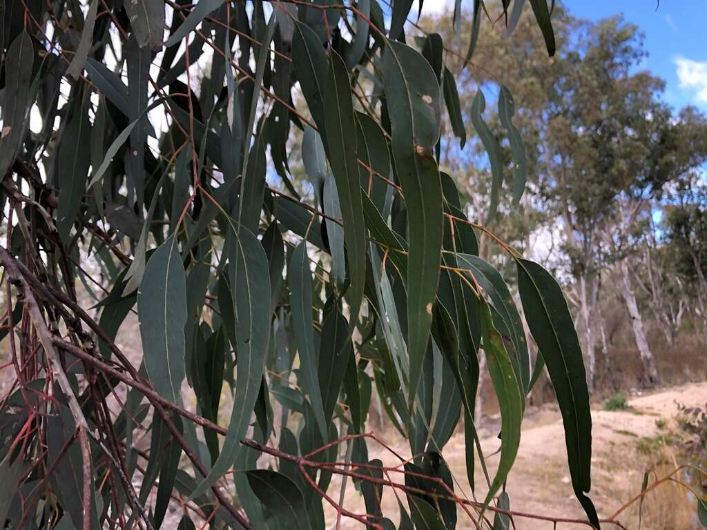 Image of Eucalyptus prava L. A. S. Johnson & K. D. Hill