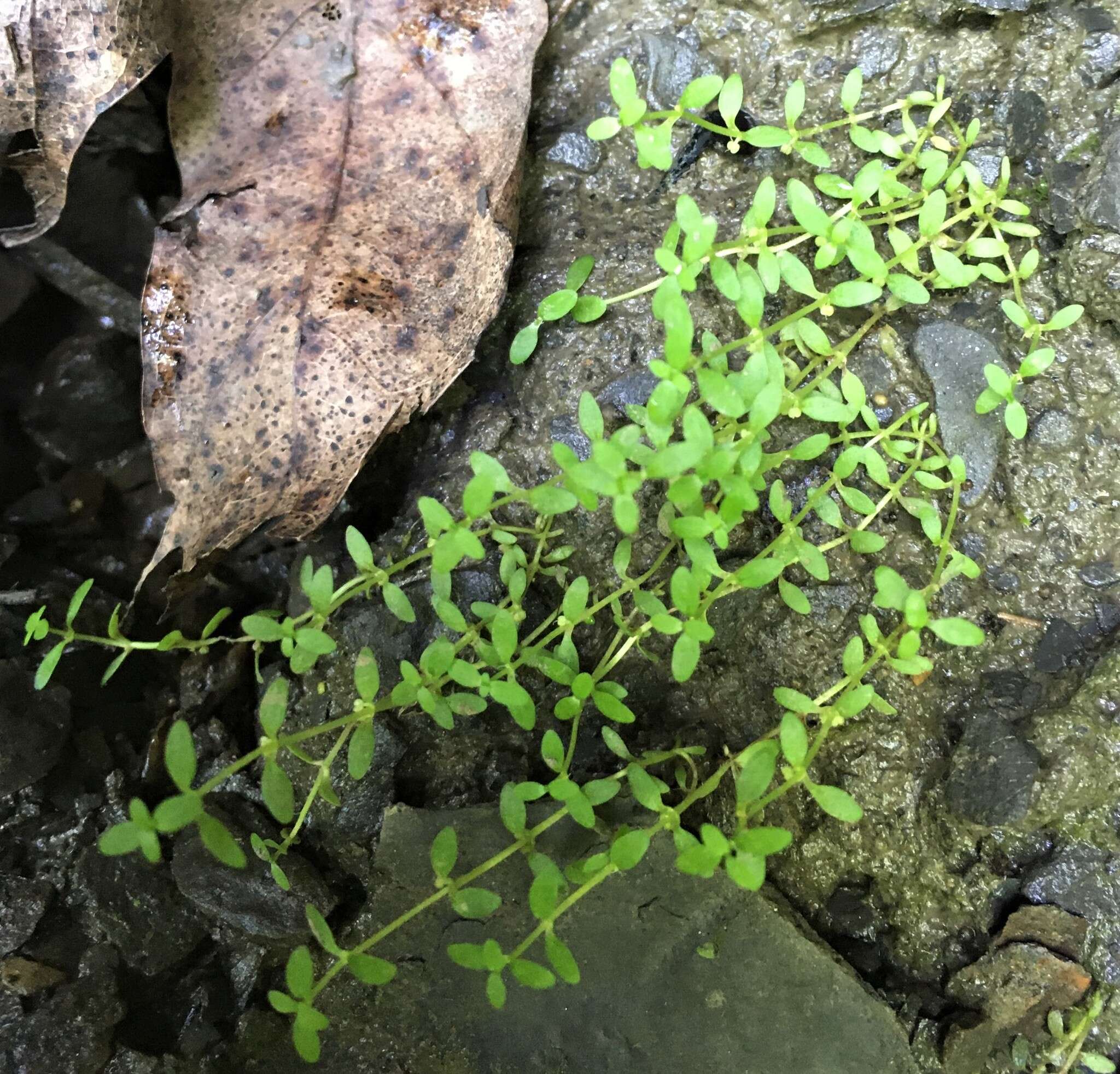 Image of terrestrial water-starwort