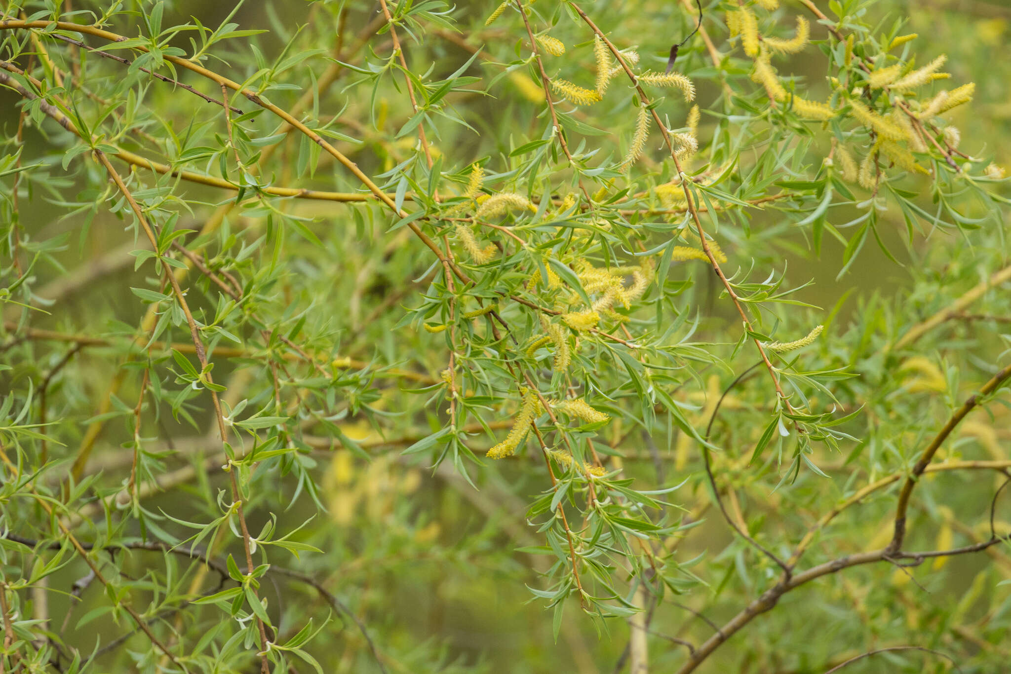 Imagem de Salix sepulcralis Simonk.