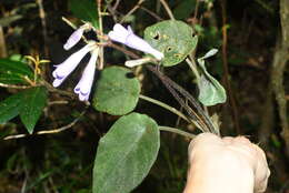Image of Primulina scutellifolia Luu, N. L. Vu & T. Q. T. Nguyen