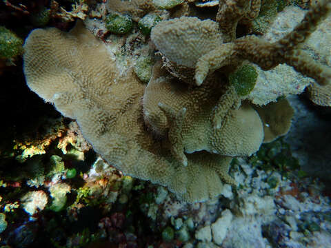 Image of hump coral