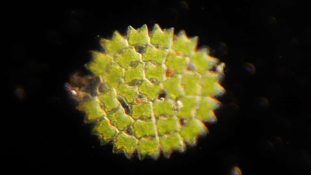 Image of Pediastrum duplex