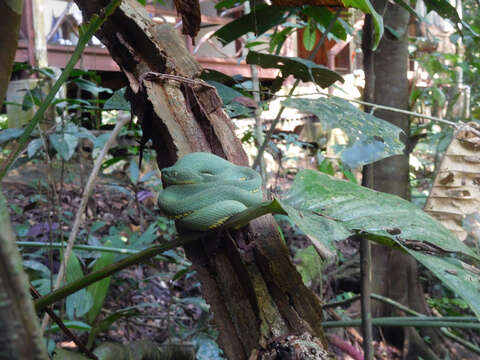 Image of Bothrops bilineatus smaragdinus Hoge 1966