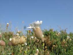 Image of Silene uniflora subsp. uniflora