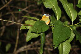 Image of Amazonian Motmot